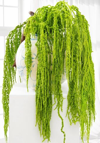 12 Pcs Neon Green Preserved Hanging Amaranthus Flowers - 23" Cascading Dried Flower Tassels for Wedding Arch, Floral Garland, Vase Arrangements & Home Decor in Saudi Arabia