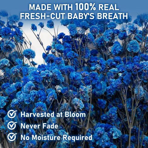 2500+ Dried Blue Babys Breath, 17' Preserved Royal Blue Flowers for Small Vase Decor, DIY Crafts, Wedding Accent, Gift Wrapping, Home Table Arrangement in Saudi Arabia