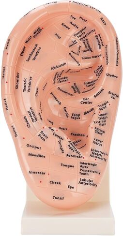 Accurate Ear Acupuncture Point Model with Stand for Effective Learning - Laboratory Supplies and Ear Zone Massage Model in Premium ABS Material in Kuwait