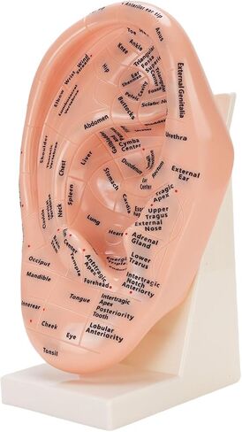 Accurate Ear Acupuncture Point Model with Stand for Effective Learning - Laboratory Supplies and Ear Zone Massage Model in Premium ABS Material in Kuwait