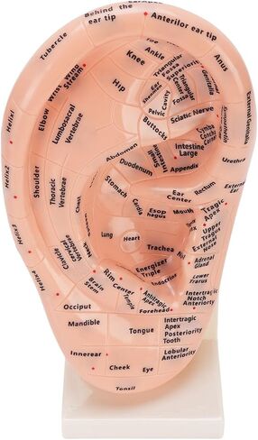 Accurate Ear Acupuncture Point Model with Stand for Effective Learning - Laboratory Supplies and Ear Zone Massage Model in Premium ABS Material in Kuwait