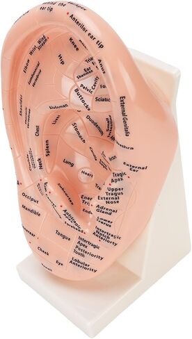 Accurate Ear Acupuncture Point Model with Stand for Effective Learning - Laboratory Supplies and Ear Zone Massage Model in Premium ABS Material in Kuwait