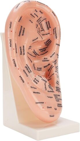 Accurate Ear Acupuncture Point Model with Stand for Effective Learning - Laboratory Supplies and Ear Zone Massage Model in Premium ABS Material in Kuwait