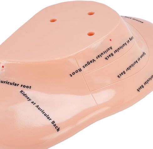 Accurate Ear Acupuncture Point Model with Stand for Effective Learning - Laboratory Supplies and Ear Zone Massage Model in Premium ABS Material in Kuwait