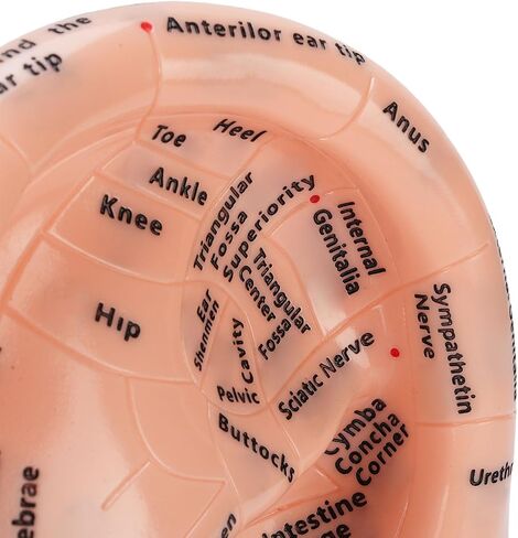 Accurate Ear Acupuncture Point Model with Stand for Effective Learning - Laboratory Supplies and Ear Zone Massage Model in Premium ABS Material in Kuwait