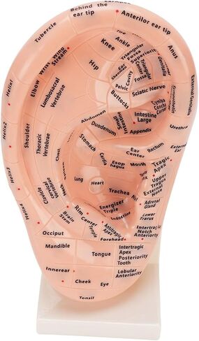 Accurate Ear Acupuncture Point Model with Stand for Effective Learning - Laboratory Supplies and Ear Zone Massage Model in Premium ABS Material in Kuwait