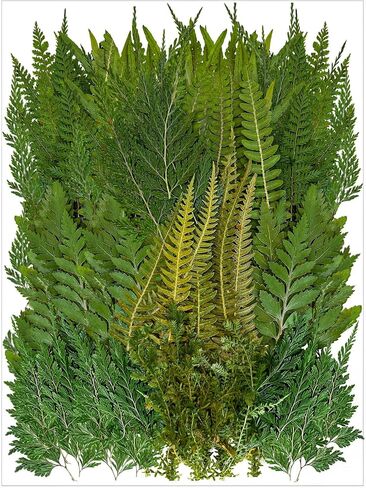 80 Pcs Green Ferns Dried Pressed Flowers Bulk for Crafts, Natural Leaves Greenery for Resin Art, Candle Making, DIY Decoration, Floral Supplies in Kuwait