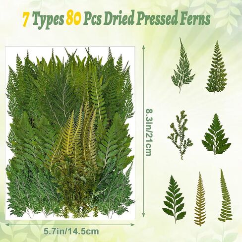 80 Pcs Green Ferns Dried Pressed Flowers Bulk for Crafts, Natural Leaves Greenery for Resin Art, Candle Making, DIY Decoration, Floral Supplies in Kuwait