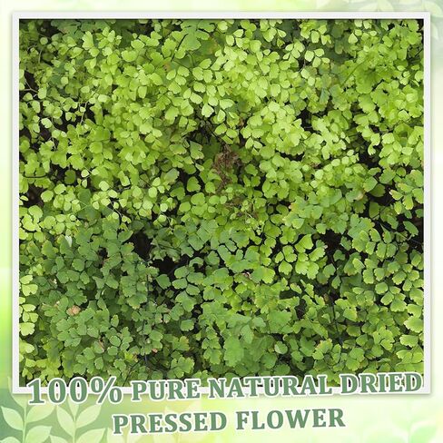 80 Pcs Green Ferns Dried Pressed Flowers Bulk for Crafts, Natural Leaves Greenery for Resin Art, Candle Making, DIY Decoration, Floral Supplies in Kuwait