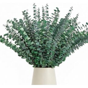 50 Pcs Preserved Eucalyptus Stems, 17 Inch Real Dried Eucalyptus Branches for Shower, Vase Arrangements, Home Decor, Wedding, Bathroom in Saudi Arabia