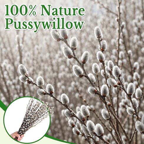 25 Stems Natural Dried Pussywillow Branches for Vases Decor, 15''-17'' Real Preserved Pussywillows with White Snow Willow Branches for Home Decor Wedding Party DIY Floral, Fireplace &Yard Decor in Saudi Arabia
