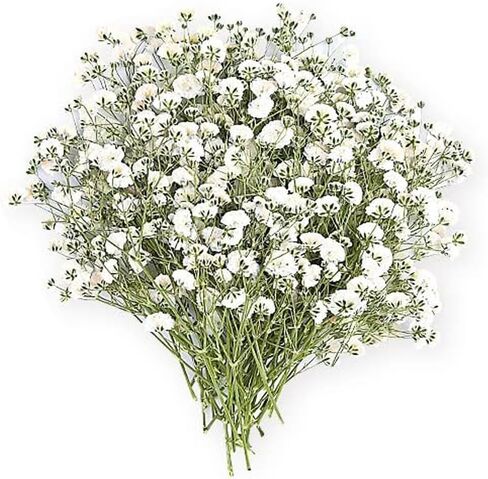 White Babys Breath Dried Pressed Flowers for Crafts, Real Natural Dry Flowers Bulk for Wedding Card Home Party Decor, Resin Art, Bookmark, Scrapbook, Jewelry, Candle & Soap Making (50PCS) in Saudi Arabia