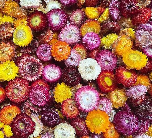 Natural Edible Dried Mixed Flowers, 100pcs+ Chrysanthemums for Cake Decoration, Cocktail Garnish, Tea in Kuwait