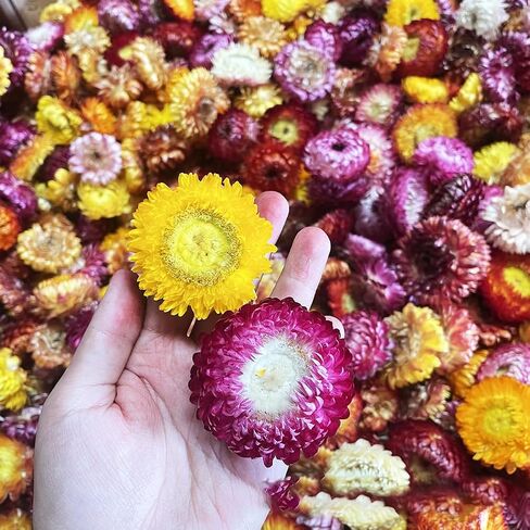 Natural Edible Dried Mixed Flowers, 100pcs+ Chrysanthemums for Cake Decoration, Cocktail Garnish, Tea in Kuwait