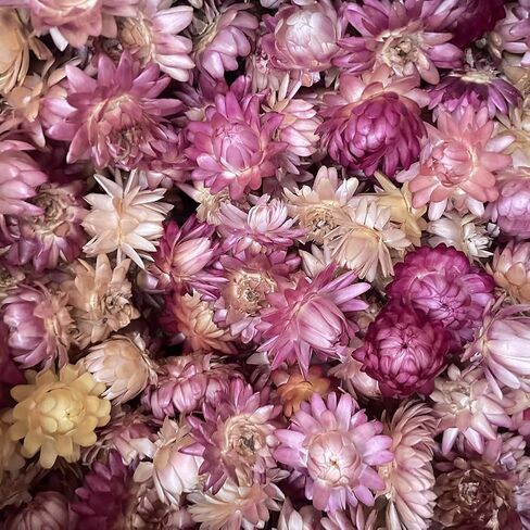 Natural Edible Dried Mixed Flowers, 100pcs+ Chrysanthemums for Cake Decoration, Cocktail Garnish, Tea in Saudi Arabia