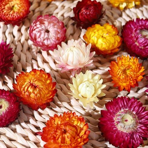 Natural Edible Dried Mixed Flowers, 100pcs+ Chrysanthemums for Cake Decoration, Cocktail Garnish, Tea in Kuwait