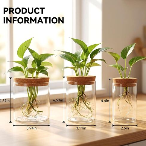 6Pcs Glass Plant Propagation Stations, Desktop Flower Vases, 3 Size Hydroponic Glass Container Vase (2 Large & 2 Medium & 2 Small) for Plant Cuttings, Desks, Houses, Living Room, Bedroom, Office Decor in Saudi Arabia