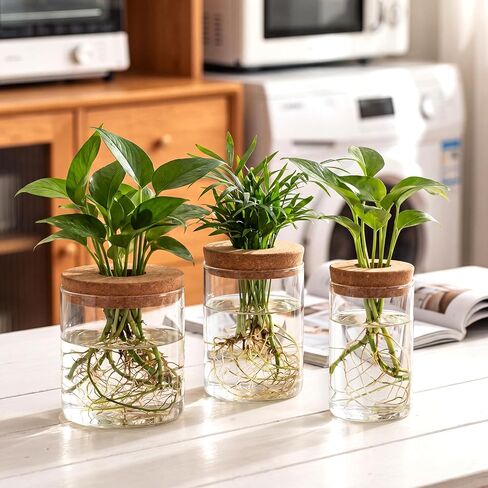 6Pcs Glass Plant Propagation Stations, Desktop Flower Vases, 3 Size Hydroponic Glass Container Vase (2 Large & 2 Medium & 2 Small) for Plant Cuttings, Desks, Houses, Living Room, Bedroom, Office Decor in Saudi Arabia