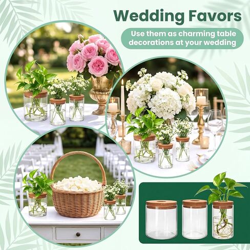 6Pcs Glass Plant Propagation Stations, Desktop Flower Vases, 3 Size Hydroponic Glass Container Vase (2 Large & 2 Medium & 2 Small) for Plant Cuttings, Desks, Houses, Living Room, Bedroom, Office Decor in Saudi Arabia