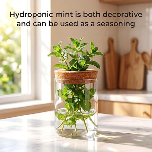 6Pcs Glass Plant Propagation Stations, Desktop Flower Vases, 3 Size Hydroponic Glass Container Vase (2 Large & 2 Medium & 2 Small) for Plant Cuttings, Desks, Houses, Living Room, Bedroom, Office Decor in Saudi Arabia