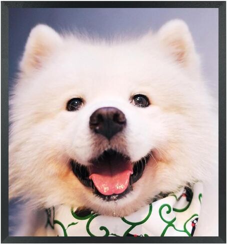 إطارات صور ZGCTSM مقاس 17 × 18 من الخشب الصلب مقاس 17 × 18 بوصة إطار ملصق للجدار مقاس 17 × 18 بوصة إطارات صور عائلية باللون الأسود (C22B1718) in Kuwait