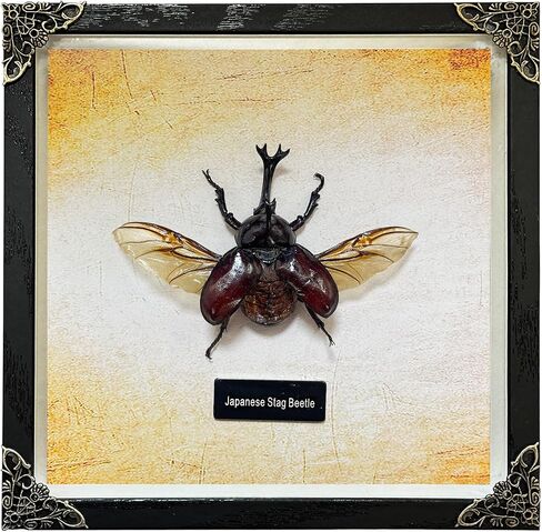 Real Butterfly Taxidermy Framed Handmade, 6.9'' x 9'' Butterfly Shadow Box Wooden Framed for Gothic Home Decor Taxidermy Specimen Display for Wall Art Oddity Tabletop, Actias Selene in Saudi Arabia