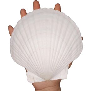 2PCS Large Natural Sea Shells for Crafting 5.5"- 6" White Scallop Shells for Home Decor-Wonder Shell for DIY Arts and Crafts, Baking and Beach Wedding Decorations Ocean Crafts for Gifts in Saudi Arabia