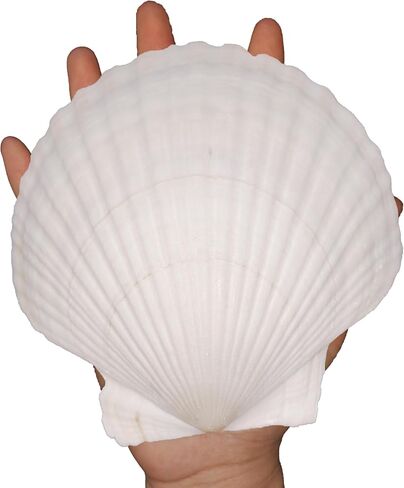 2PCS Large Natural Sea Shells for Crafting 5.5"- 6" White Scallop Shells for Home Decor-Wonder Shell for DIY Arts and Crafts, Baking and Beach Wedding Decorations Ocean Crafts for Gifts in Saudi Arabia