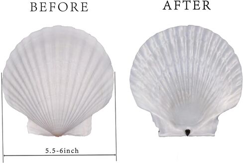 2PCS Large Natural Sea Shells for Crafting 5.5"- 6" White Scallop Shells for Home Decor-Wonder Shell for DIY Arts and Crafts, Baking and Beach Wedding Decorations Ocean Crafts for Gifts in Saudi Arabia