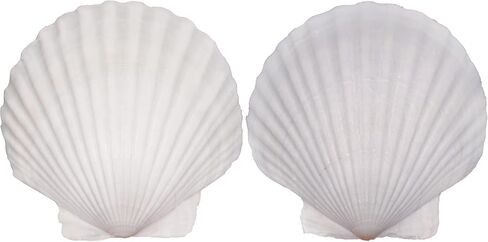 2PCS Large Natural Sea Shells for Crafting 5.5"- 6" White Scallop Shells for Home Decor-Wonder Shell for DIY Arts and Crafts, Baking and Beach Wedding Decorations Ocean Crafts for Gifts in Saudi Arabia