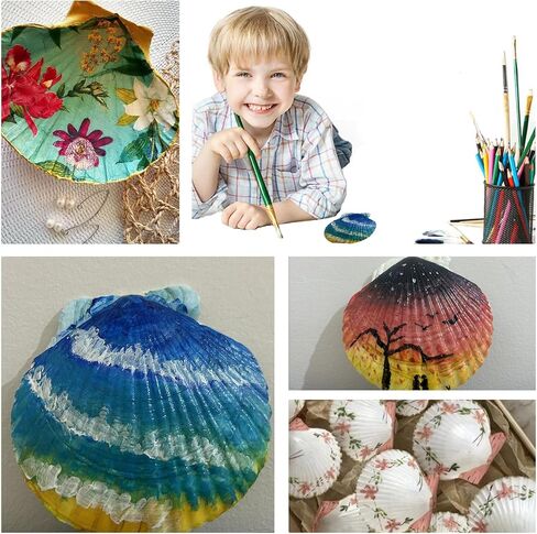 2PCS Large Natural Sea Shells for Crafting 5.5"- 6" White Scallop Shells for Home Decor-Wonder Shell for DIY Arts and Crafts, Baking and Beach Wedding Decorations Ocean Crafts for Gifts in Saudi Arabia