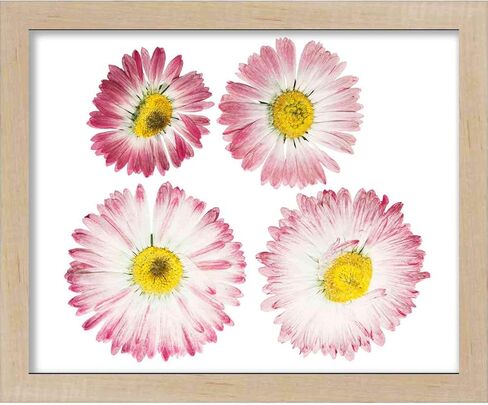 24x26 Natural Shadow Box Frame - Shadow Box Frame Interior Size 24x26 by 1 Inch Deep - Natural Frame is Made to Display Items Up to 1 Inch Deep! Includes Shatter Resistant Acrylic, Backing, Hardware in Kuwait