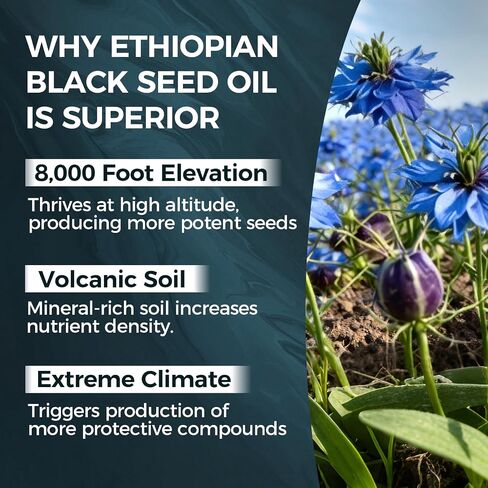 PURELYNUTRIENT Ethiopian Black Seed Oil Capsules with 4.64% Thymoquinone, Immune Support & Digestion & Energy Booster, Non-GMO, Gluten-Free, 60 Count Softgels in Kuwait
