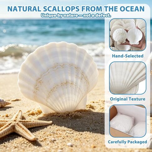 20 PCS 5"-6" Extra Large Scallop Shells for Crafts, Natural White Seashells for DIY Painting, Decoupage, Beach Wedding Gifts & Home Decor, Bulk Jumbo Scallop Shells (13-15cm) in Saudi Arabia