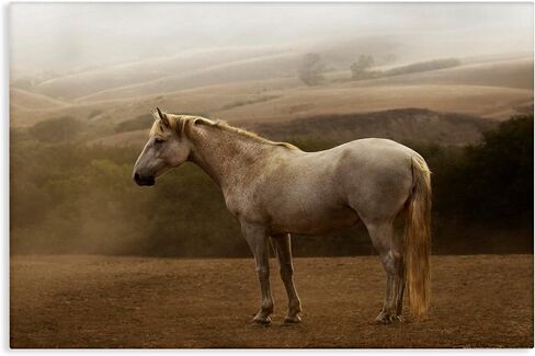 Stupell Industries Morning Mist Horse Portrait Canvas Wall Art Design by Jadei Graphics, 36 x 24 in Kuwait