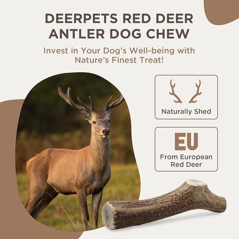 Deerpets Premium Red Deer Antler Dog Chew, 4-8 inch Naturally Shed Antlers for Dogs, Aggressive Chewers & Puppies, No Messy No Oder Healthy Treat - 1 Count (Small)… in Saudi Arabia