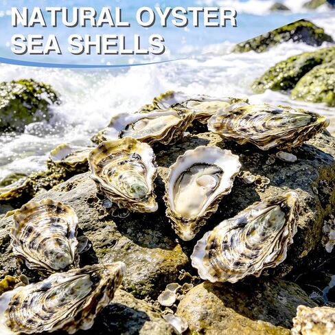 ZYNERY 30PCS Natural Oyster Shells for Crafts, 5"-6" Large Gray Seashells Bulk for DIY Ornaments, Decoupage, Shell Painting, Vase Filler, Beach Decor & Ocean Theme Parties in Kuwait