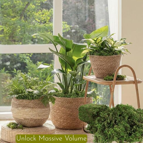 32OZ Large Capacity Artificial Moss - Bulk Fake Moss for Plants Indoor, Planter Filler for Artificial Plants, Crafts, Fairy Garden Decor, Potted Plants Indoor Outdoor (2LB Fresh Green) in Saudi Arabia