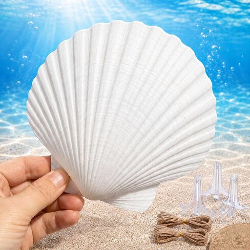 Cizavanta 50 Pack Large Scallop Shells for Crafts, 4-5 Inch Natural White Scallop Shells with 25 Clear Display Stands and Round Craft Mat, Seashells for DIY Painting, Decoupage & Coastal Decor in Saudi Arabia