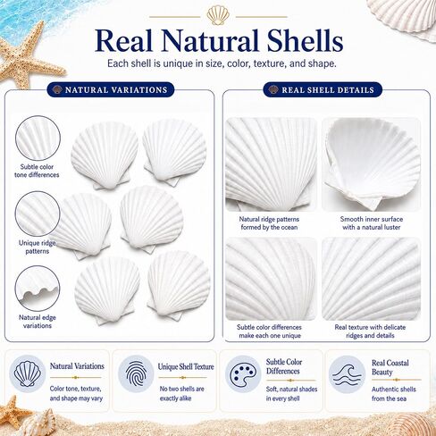 Cizavanta 50 Pack Large Scallop Shells for Crafts, 4-5 Inch Natural White Scallop Shells with 25 Clear Display Stands and Round Craft Mat, Seashells for DIY Painting, Decoupage & Coastal Decor in Saudi Arabia