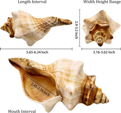 6-7 Inch Giant Natural Conch Shell, Handpicked Seashell for Home Decor, Aquarium Ornament, Air Plant Holder & Beach Collectibles, No Dye No Fade Coastal Decoration in Saudi Arabia