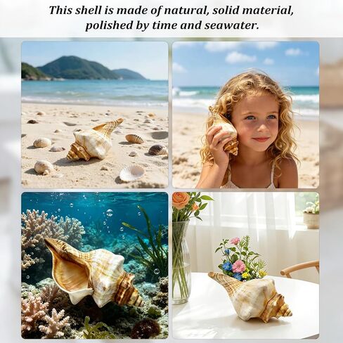 6-7 Inch Giant Natural Conch Shell, Handpicked Seashell for Home Decor, Aquarium Ornament, Air Plant Holder & Beach Collectibles, No Dye No Fade Coastal Decoration in Saudi Arabia