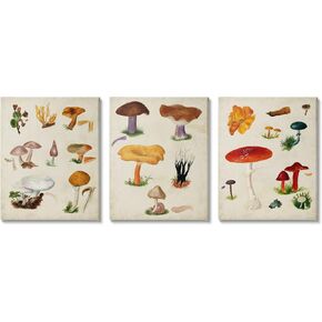 Stupell Industries Various Mushrooms Latin Study Drawings Botanical Diagram, Design by Vision Studio in Kuwait