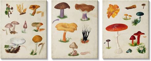 Stupell Industries Various Mushrooms Latin Study Drawings Botanical Diagram, Design by Vision Studio in Kuwait