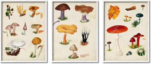 Stupell Industries Various Mushrooms Latin Study Drawings Botanical Diagram, Design by Vision Studio in Kuwait