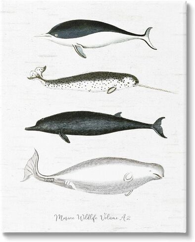Stupell Industries Nautical Sea Life Whales Narwhal Marine Drawings, Design by Lettered and Lined in Kuwait