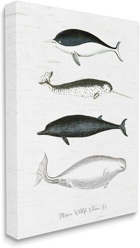 Stupell Industries Nautical Sea Life Whales Narwhal Marine Drawings, Design by Lettered and Lined in Kuwait
