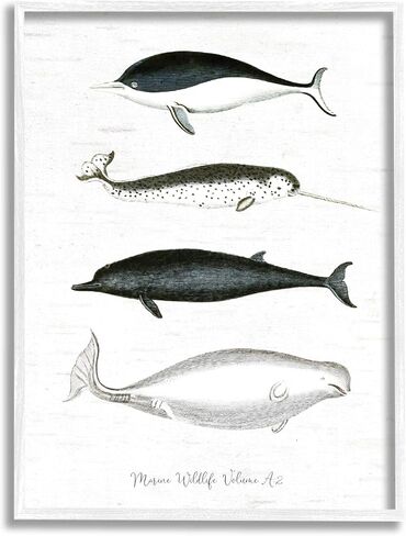 Stupell Industries Nautical Sea Life Whales Narwhal Marine Drawings, Design by Lettered and Lined in Kuwait