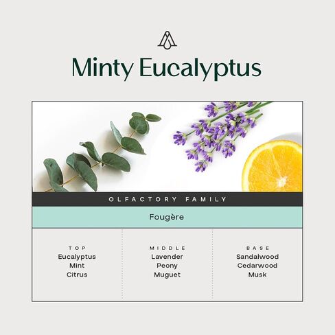 AromaPlan Reed Diffuser, Minty Eucalyptus Scent Diffuser (8.45 fl oz, 250ml)- Luxury Reed Diffusers Set for Home- Includes Reed Diffuser Sticks & Fragrance Oil in Glass Bottle in Saudi Arabia