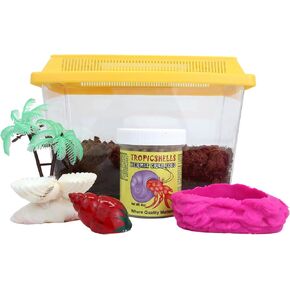 Hermit Crab Starter Pack, All-in-One Kit with Terrarium, Palm Tree Water Dish, Painted Shells, Coco Fiber, Pool, and Food (7" L x 4" W x 4.25" H)